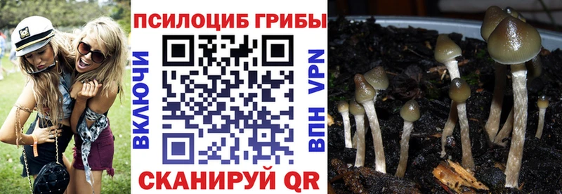 Купить закладки  Северодвинск  Псилоцибиновые грибы мицелий 